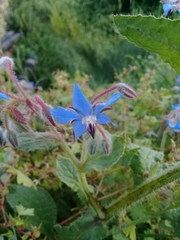 Borago officinalis