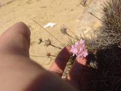 Armeria welwitschii