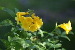 Tecoma stans