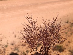 Gonocarpus micranthus