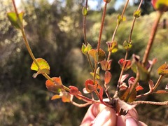 Gonocarpus micranthus