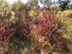 Gonocarpus micranthus