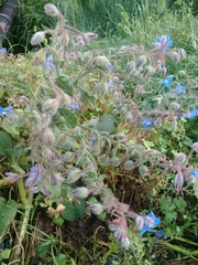 Borago officinalis