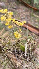 Trichocentrum pumilum