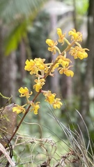 Trichocentrum pumilum