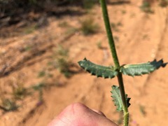 Gonocarpus urceolatus