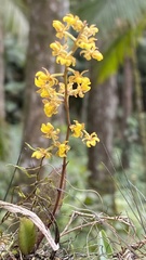 Trichocentrum pumilum