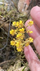 Trichocentrum pumilum