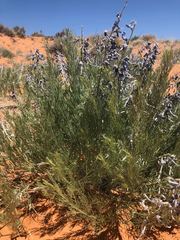 Sophora stenophylla