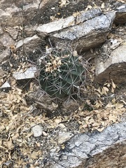 Ferocactus wislizeni