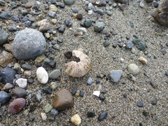 Strongylocentrotus purpuratus