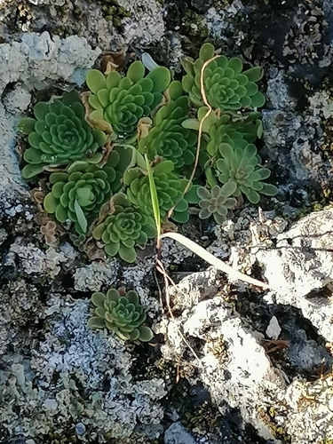 Pinguicula esseriana