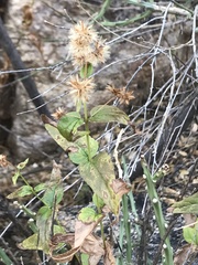 Koanophyllon palmeri