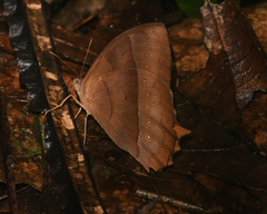 Taygetis rufomarginata