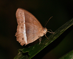 Taygetis sylvia
