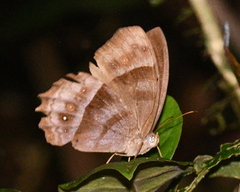 Taygetis thamyra