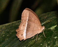 Taygetis sylvia