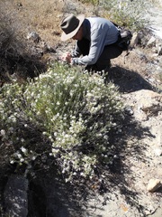 Diplostephium meyenii