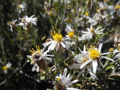 Diplostephium meyenii