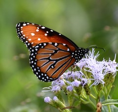 Danaus gilippus