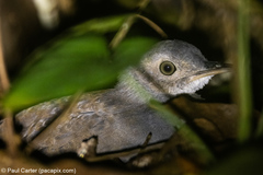 Crypturellus boucardi