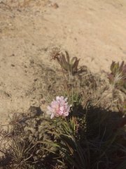 Armeria welwitschii