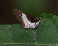 Vettius monacha