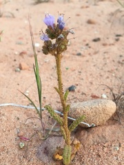 Phacelia integrifolia