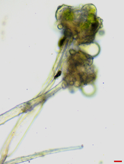 Cephaleuros