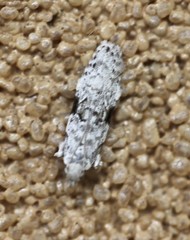 Hypatima simulacrella