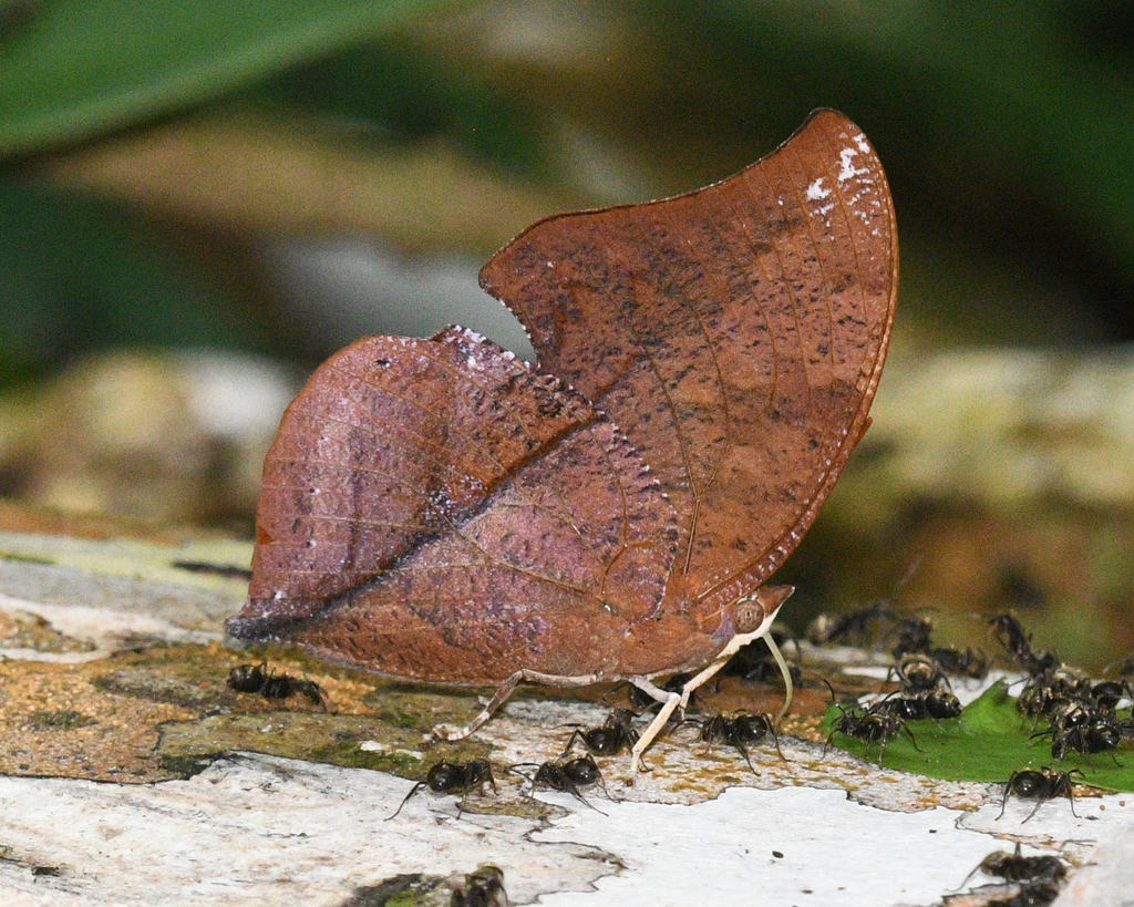 skeletonized leafwing