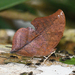 Skeletonized Leafwing - Photo (c) Roger Rittmaster, some rights reserved (CC BY-NC), uploaded by Roger Rittmaster