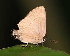 Ziegleria hesperitis