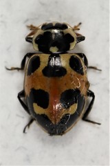 Hippodamia apicalis