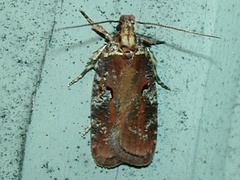 Agonopterix lythrella