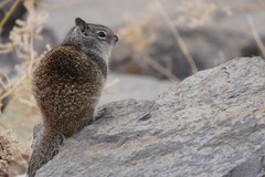 Otospermophilus beecheyi