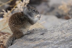 Otospermophilus beecheyi