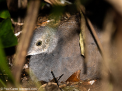 Crypturellus boucardi
