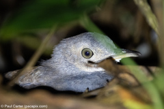 Crypturellus boucardi