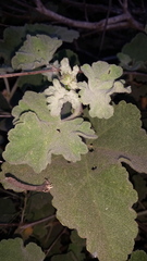 Malacothamnus davidsonii