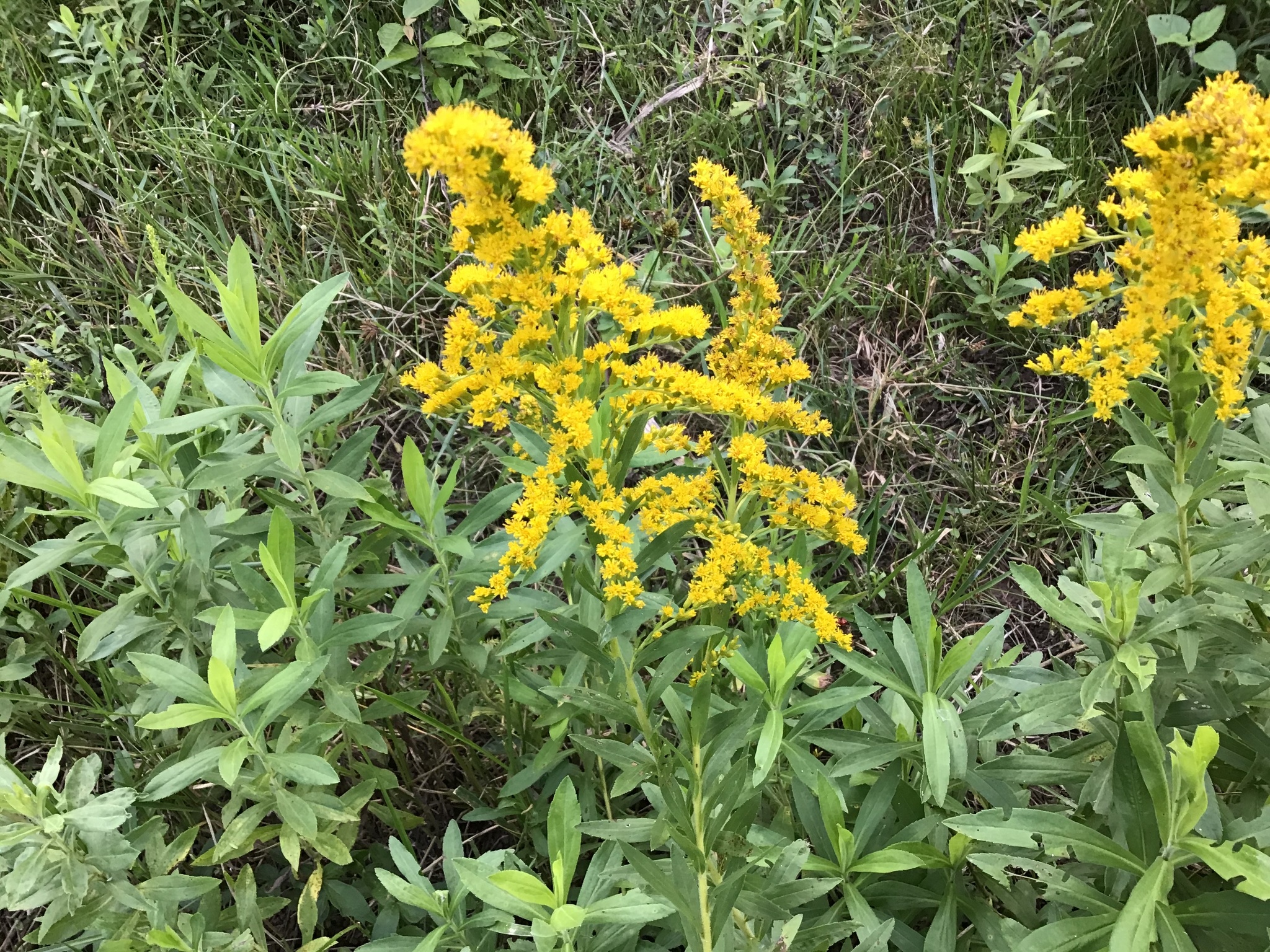Solidago chilensis