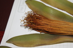 Pachira