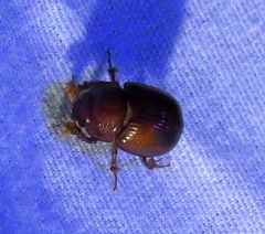 Odonteus