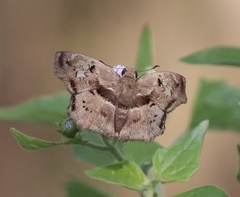 Quadrus lugubris lugubris