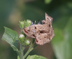 Quadrus lugubris lugubris