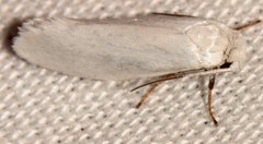 Prodoxus decipiens