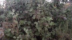 Malacothamnus davidsonii