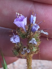 Phacelia integrifolia