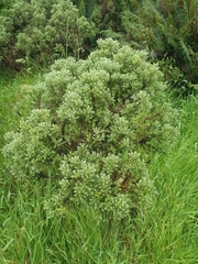 Brachyglottis cassinioides