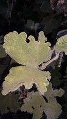 Malacothamnus davidsonii